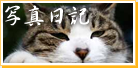 �ʐ^���L